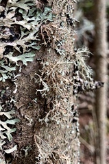 Ramalina dilacerata