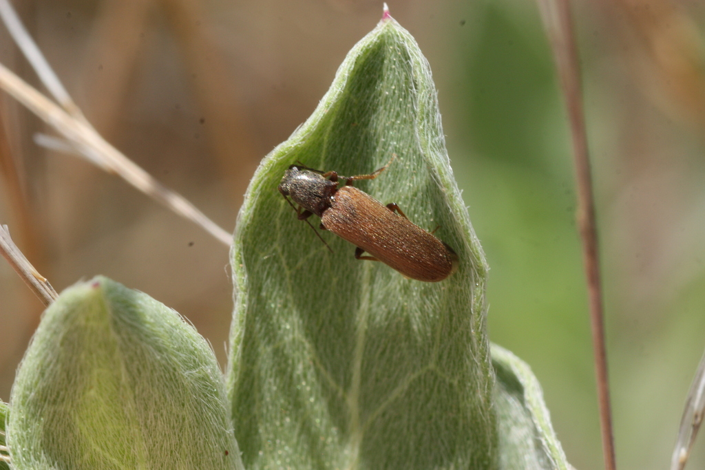 Aphricus
