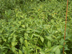 Vincetoxicum rossicum