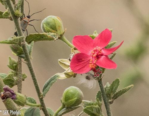 Hibiscus aponeurus