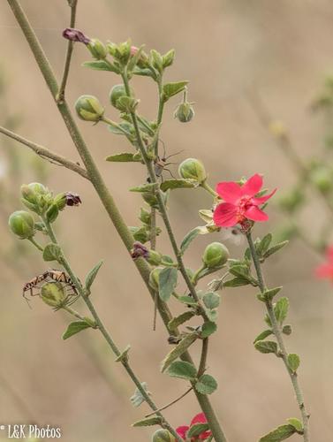 Hibiscus aponeurus