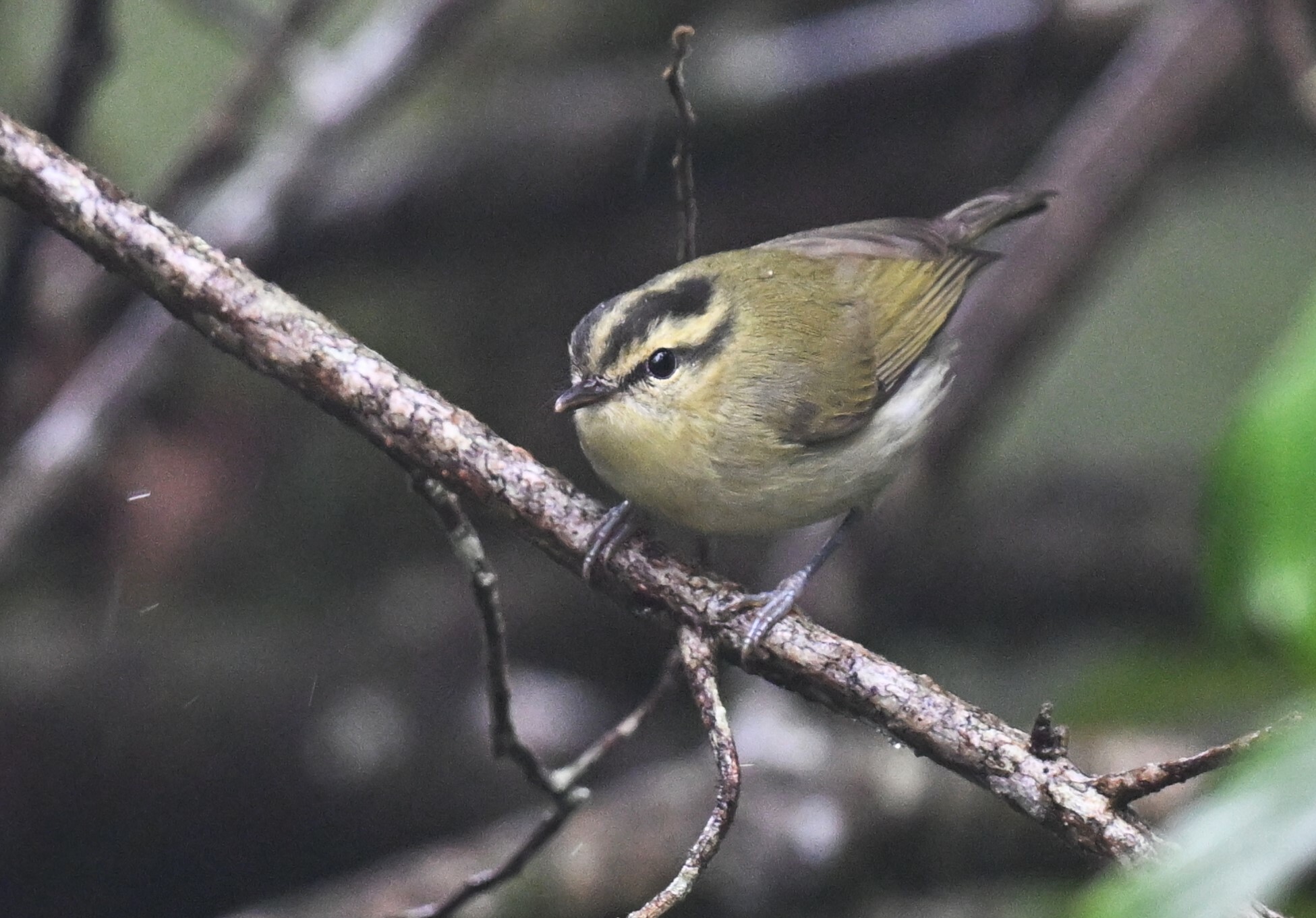 Mountain Leaf Warbler