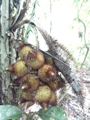 Astrocaryum mexicanum