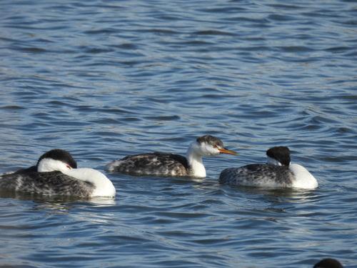 iNaturalist observation photo of Clark's Grebe