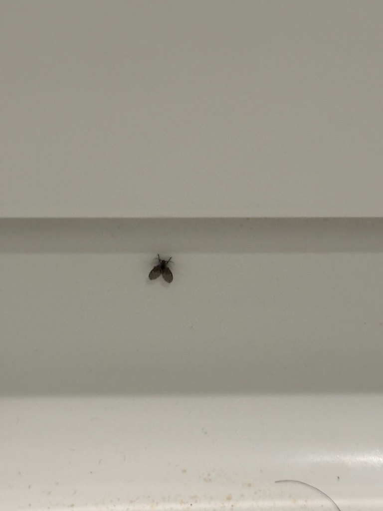 Bathroom Moth Fly from Johns Cardinal Dr, Mooresville, NC, US on ...