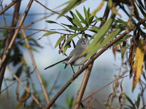 iNaturalist observation photo of Blue-gray Gnatcatcher