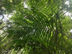 Astrocaryum mexicanum