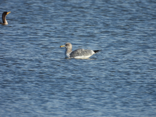iNaturalist observation photo of California Gull