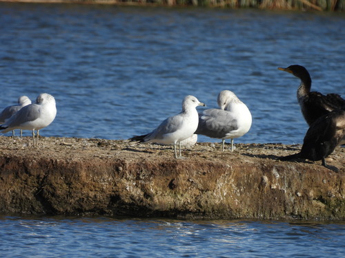 iNaturalist observation photo of Ring-billed Gull