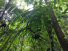 Astrocaryum mexicanum