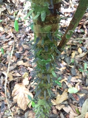 Astrocaryum mexicanum