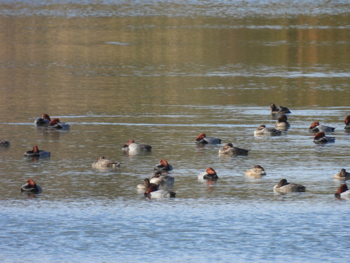iNaturalist observation photo of Redhead