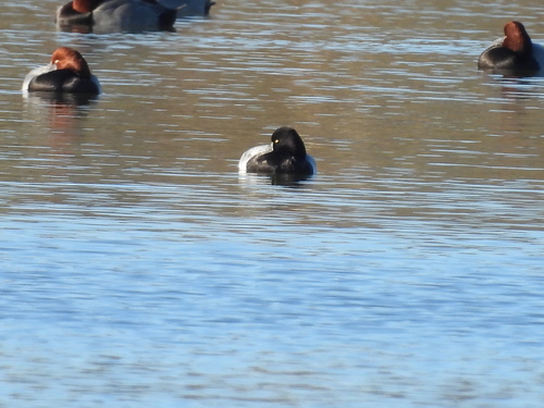 iNaturalist observation photo of Lesser Scaup