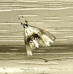 Lipocosma sicalis