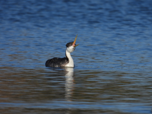 iNaturalist observation photo of Western Grebe