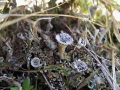 Cladonia magyarica