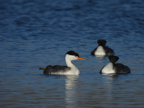 iNaturalist observation photo of Clark's Grebe