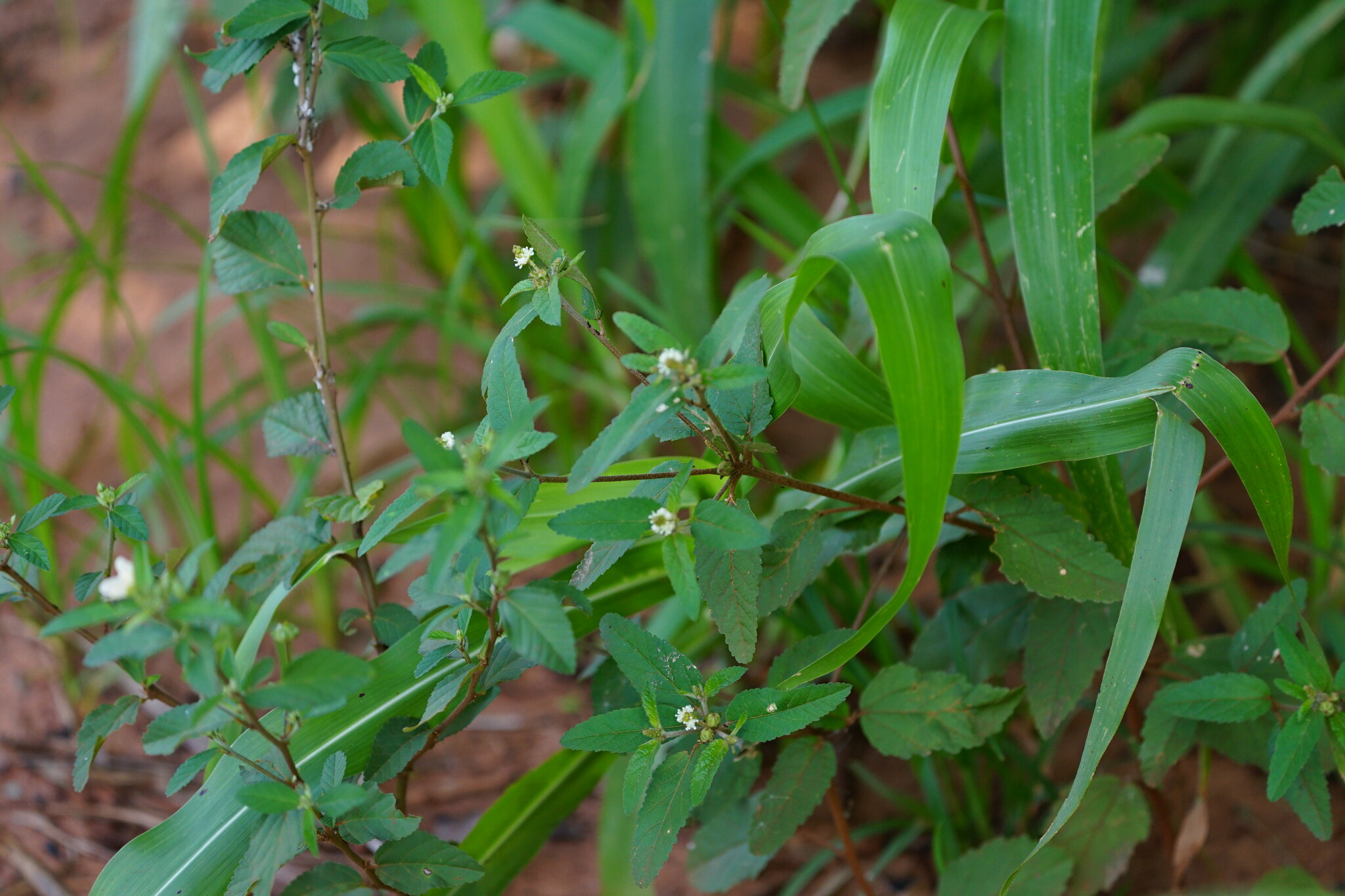 Croton glandulosus