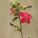 Hibiscus aponeurus - Photo ללא זכויות יוצרים, הועלה על ידי lallen
