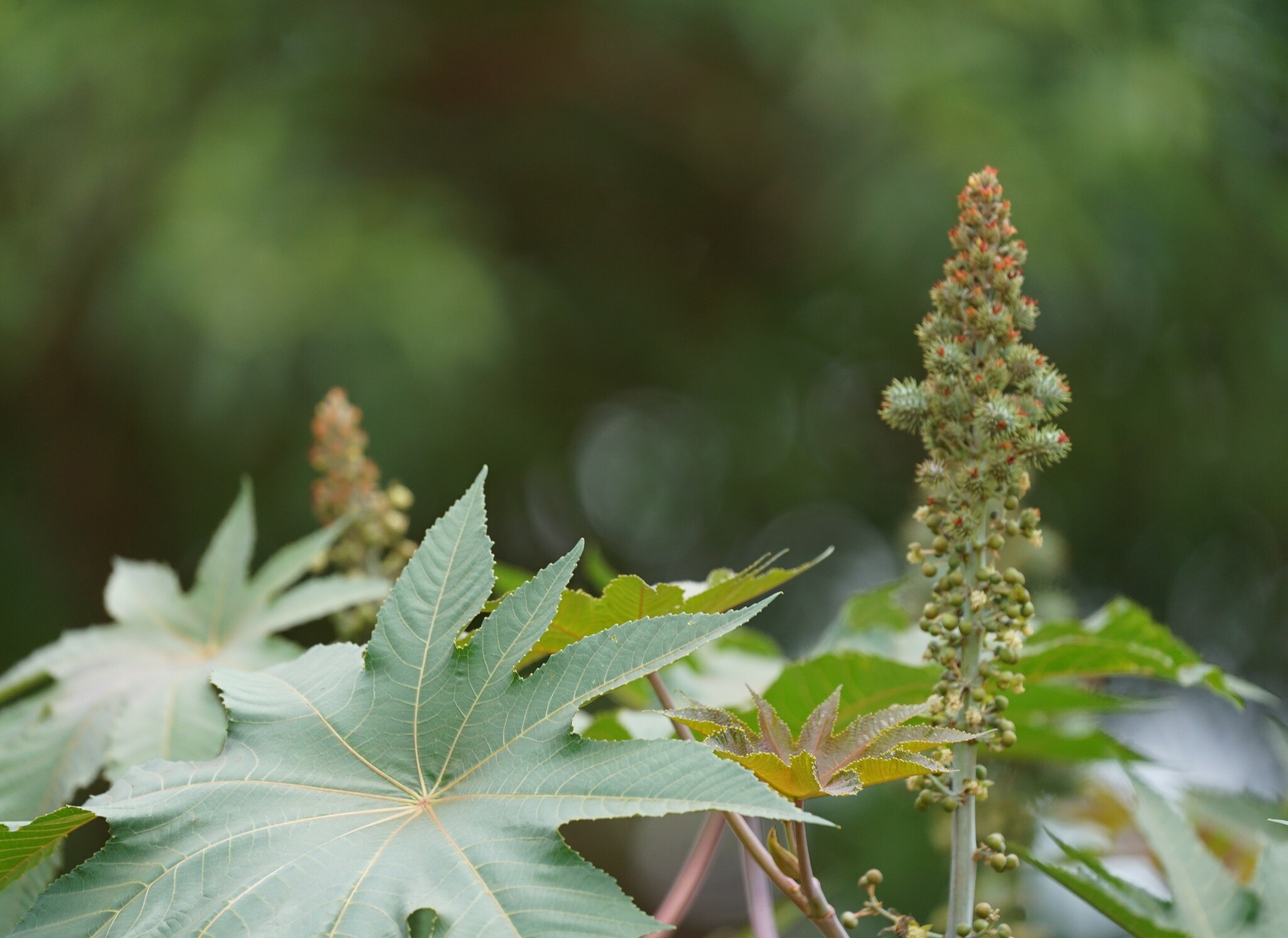 Ricinus communis