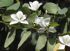 Bauhinia variegata candida