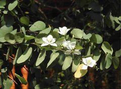 Bauhinia variegata candida