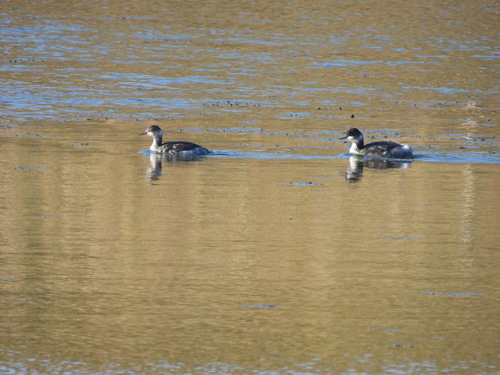 iNaturalist observation photo of Eared Grebe