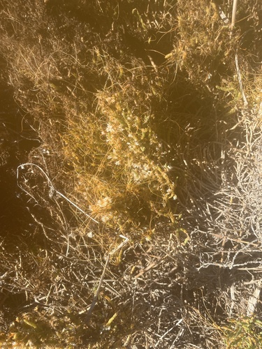 iNaturalist observation photo of dodders