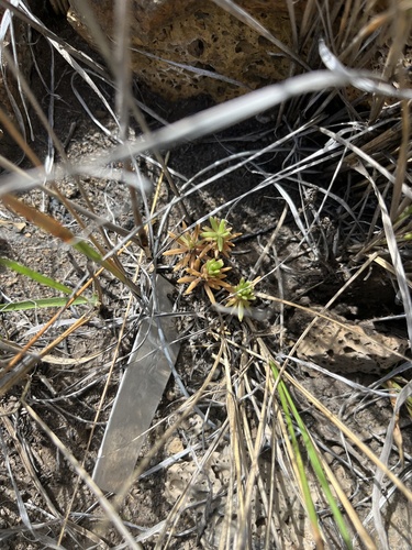 Portulaca sclerocarpa observed 2024-06-11