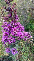 Vernonanthura serratuloides