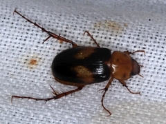Phyllotocus bimaculatus