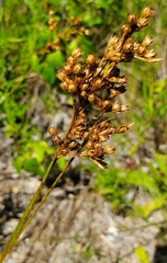 Juncus dichotomus