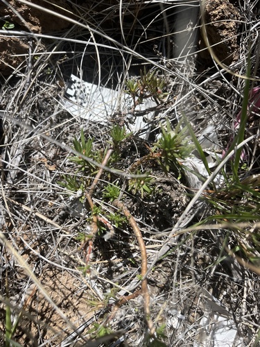 Portulaca sclerocarpa observed 2024-06-06