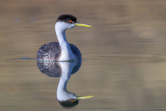 Western Grebe photo 2