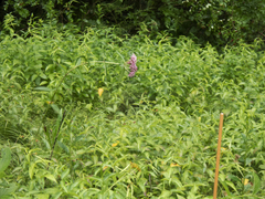 Vincetoxicum rossicum