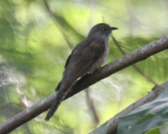 Cacomantis variolosus sepulcralis