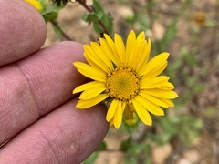 Grindelia scabra