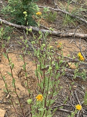 Grindelia scabra