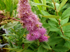 Eriophyes paraspiraeae