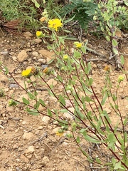 Grindelia scabra