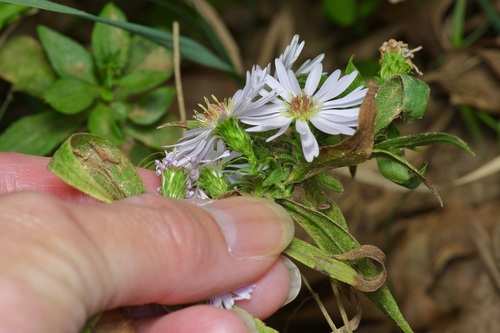 Image of Symphyotrichum eulae by (c) Michelle W. （鍾偉瑋）, some rights reserved (CC BY)