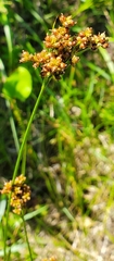 Juncus dichotomus