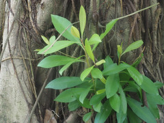Ardisia squamulosa