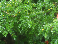 Zanthoxylum beecheyanum