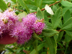 Eriophyes paraspiraeae