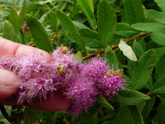 Eriophyes paraspiraeae