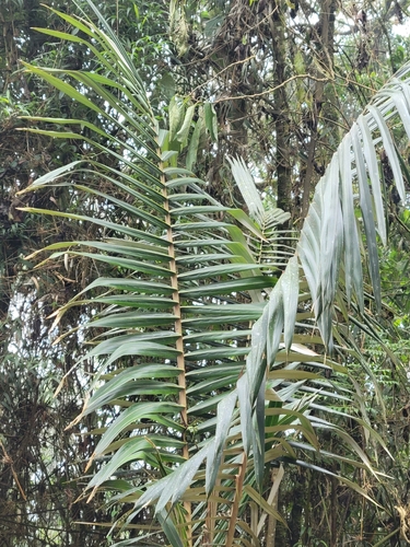 Ceroxylon quindiuense