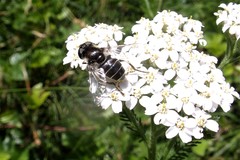 Eristalis obscura
