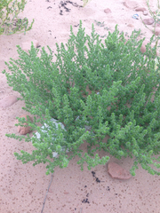 Salsola kali kali