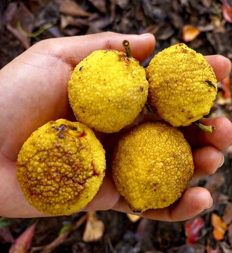 Chachairu